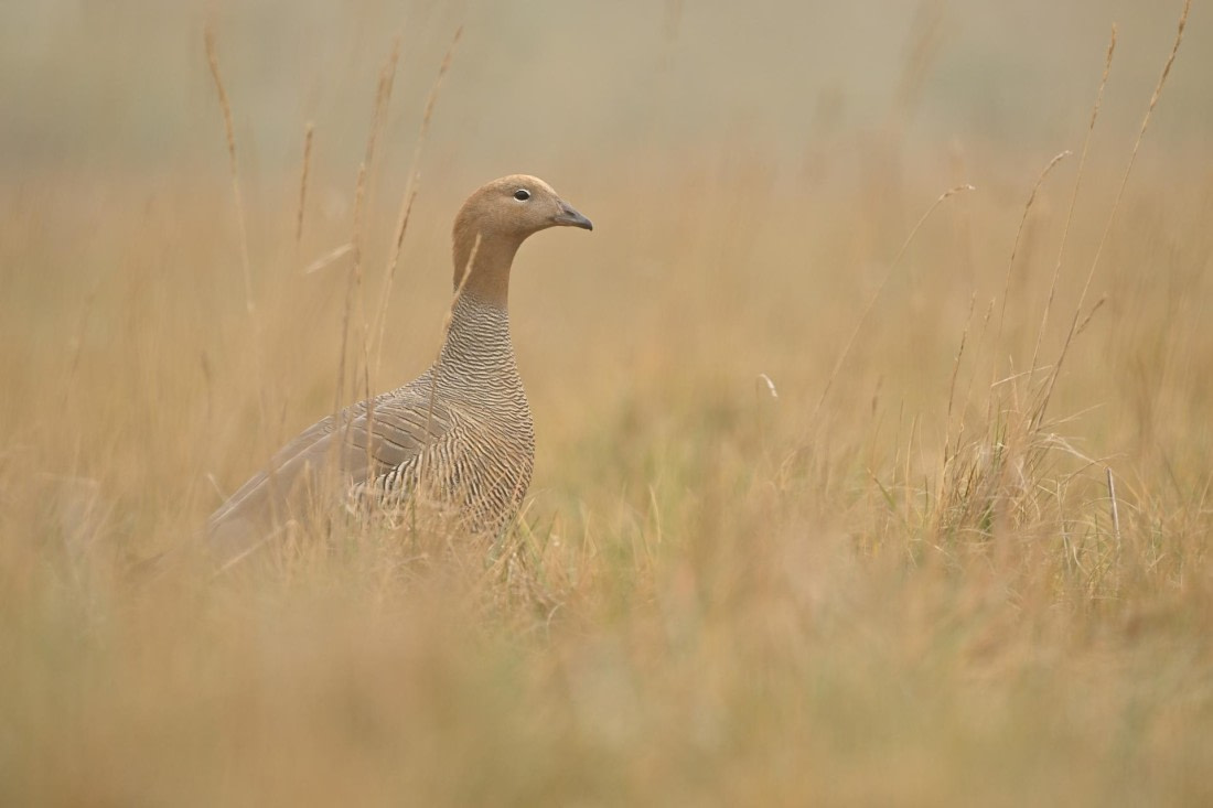 PLA20-24, Day 5, AY8_5495_20241022_6768 © Yves Adams - Oceanwide Expeditions.JPG