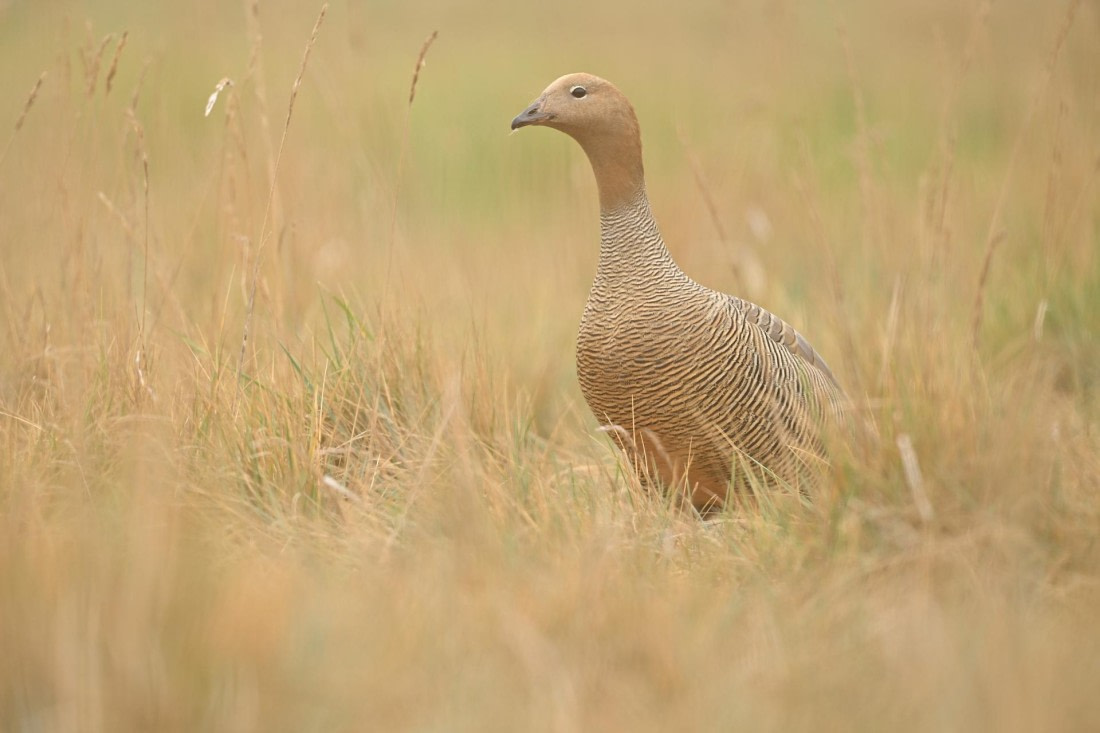 PLA20-24, Day 5, AY8_5866_20241022_6770 © Yves Adams - Oceanwide Expeditions.JPG