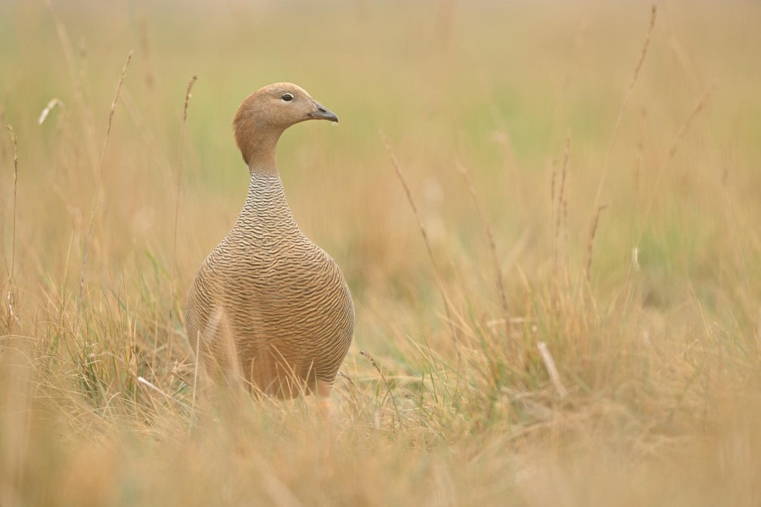 PLA20-24, Day 5, AY8_6011_20241022_6771 © Yves Adams - Oceanwide Expeditions.JPG