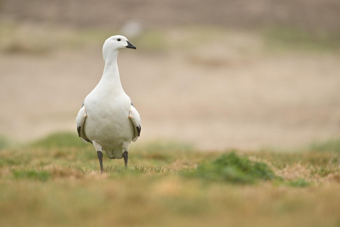 PLA20-24, Day 5, AY8_6142_20241022_6772 © Yves Adams - Oceanwide Expeditions.JPG