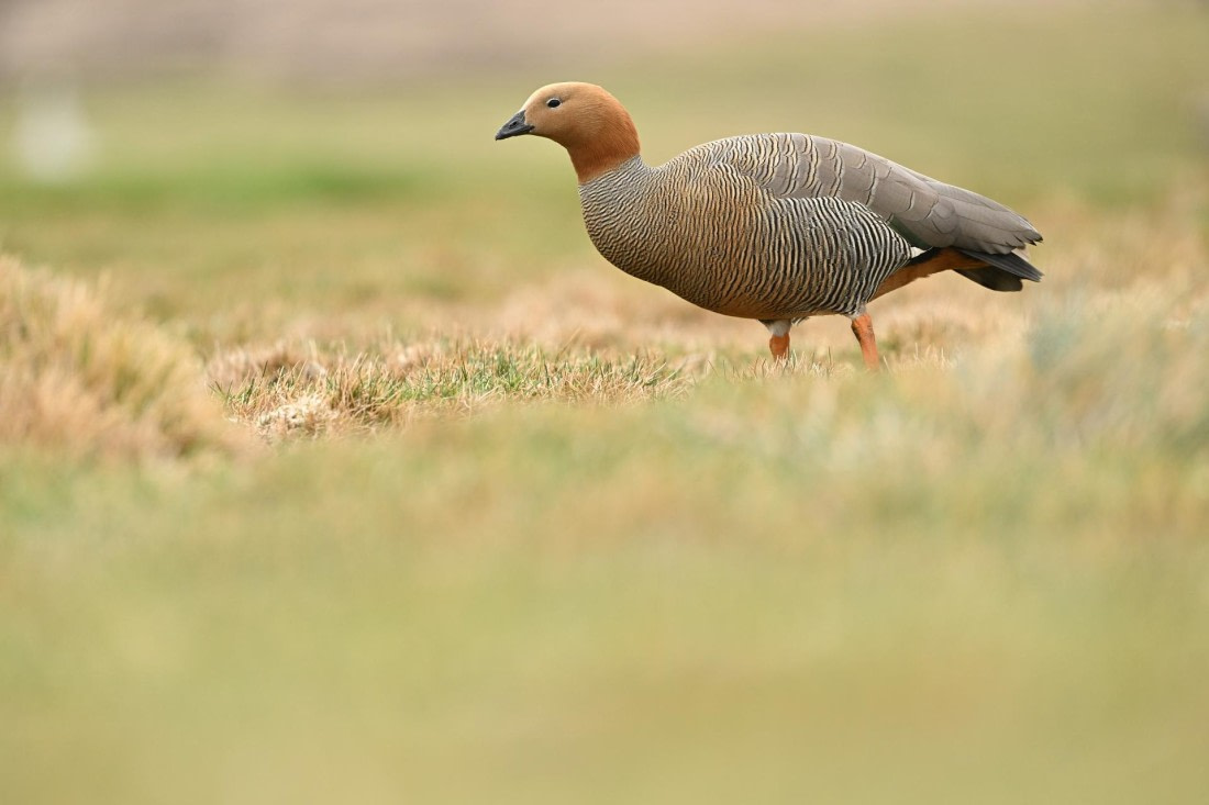 PLA20-24, Day 5, AY8_6322_20241022_6774 © Yves Adams - Oceanwide Expeditions.JPG