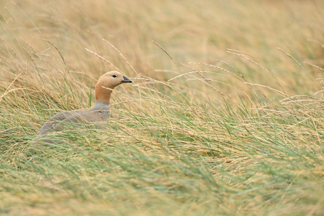 PLA20-24, Day 5, AY8_6341_20241022_6775 © Yves Adams - Oceanwide Expeditions.JPG