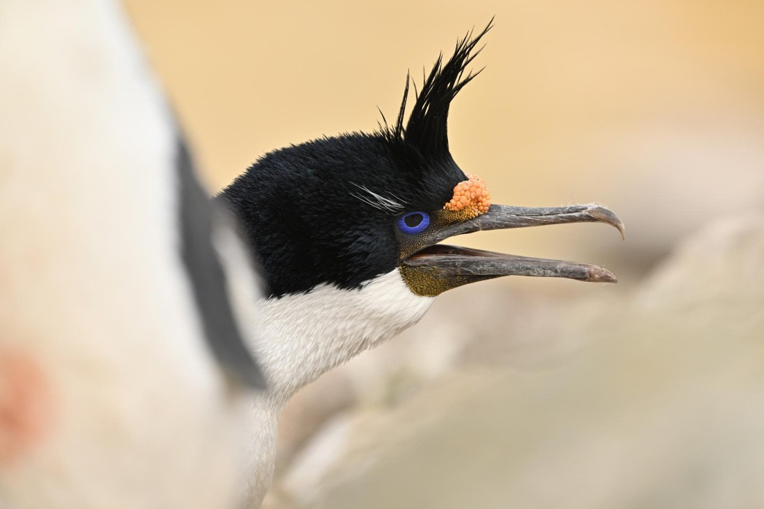 PLA20-24, Day 5, AY8_6722_20241022_6779 © Yves Adams - Oceanwide Expeditions.JPG