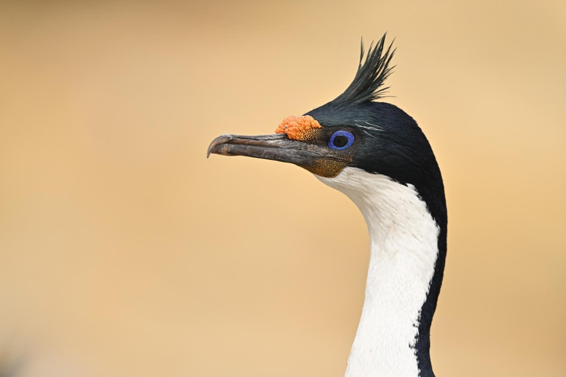 PLA20-24, Day 5, AY8_6813_20241022_6780 © Yves Adams - Oceanwide Expeditions.JPG
