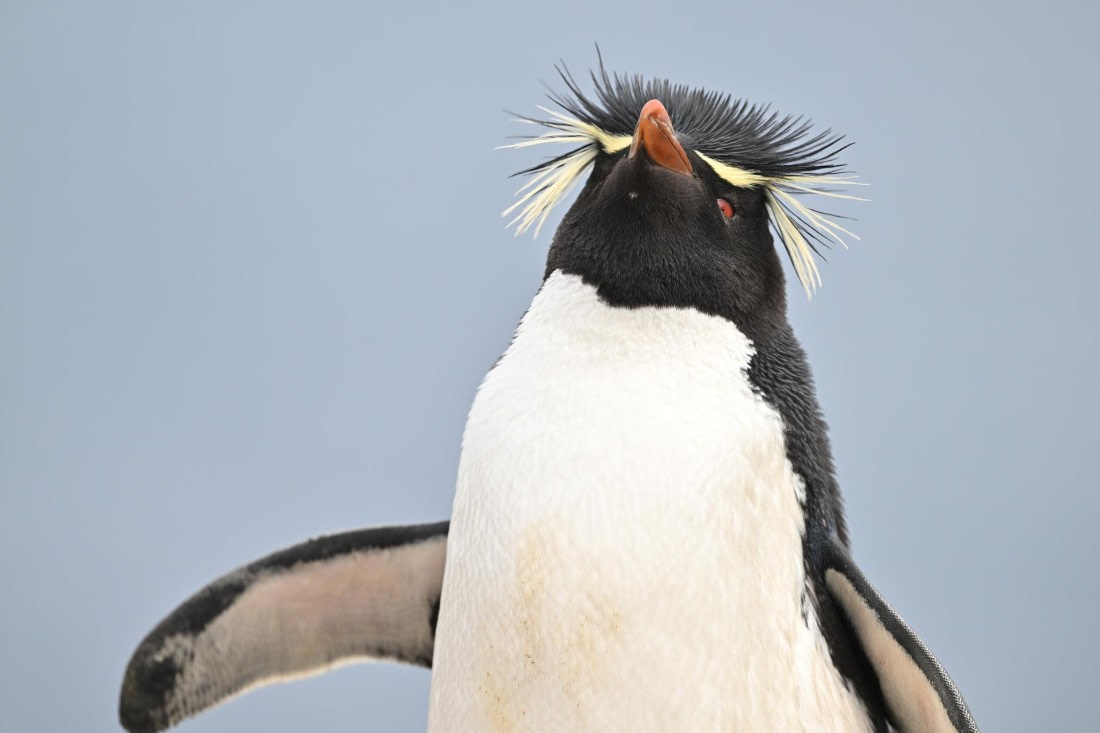 PLA20-24, Day 5, AY8_6907_20241022_6781 © Yves Adams - Oceanwide Expeditions.JPG