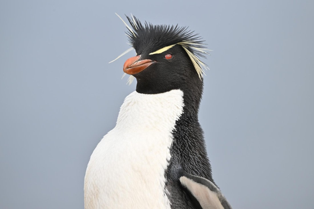 PLA20-24, Day 5, AY8_7380_20241022_6785 © Yves Adams - Oceanwide Expeditions.JPG