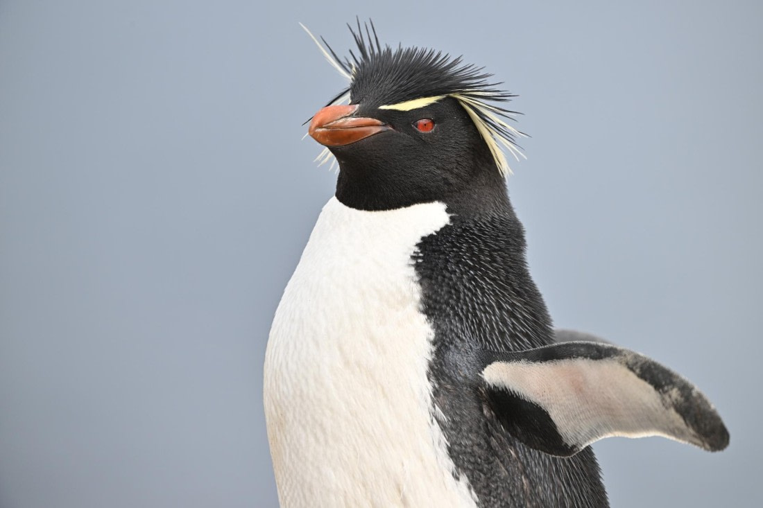 PLA20-24, Day 5, AY8_7562_20241022_6787 © Yves Adams - Oceanwide Expeditions.JPG