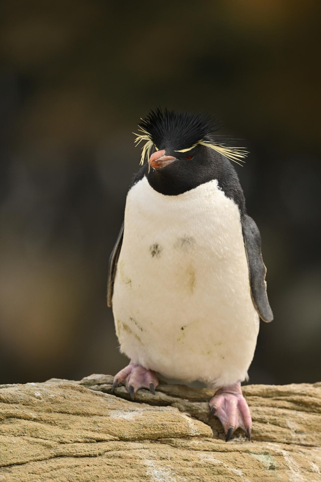 PLA20-24, Day 5, AY8_8049_20241022_6790 © Yves Adams - Oceanwide Expeditions.JPG