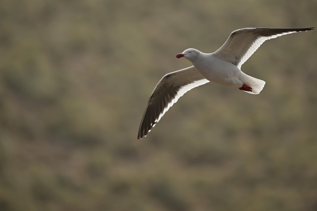 PLA20-24, Day 5, AY8_8172_20241022_6792 © Yves Adams - Oceanwide Expeditions.JPG