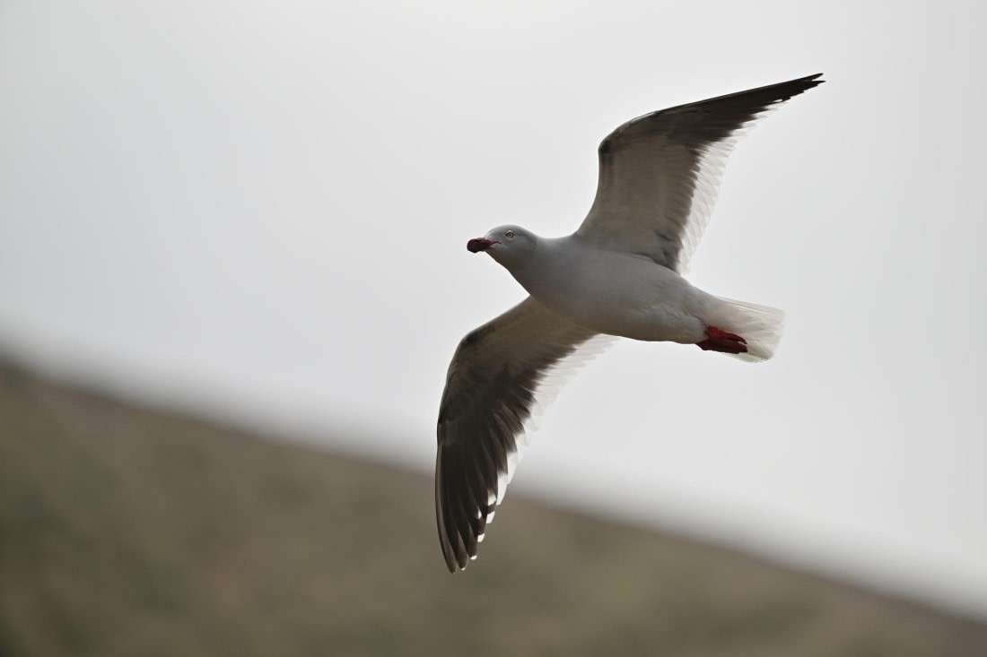 PLA20-24, Day 5, AY8_8180_20241022_6793 © Yves Adams - Oceanwide Expeditions.JPG