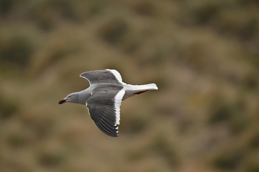 PLA20-24, Day 5, AY8_8231_20241022_6795 © Yves Adams - Oceanwide Expeditions.JPG