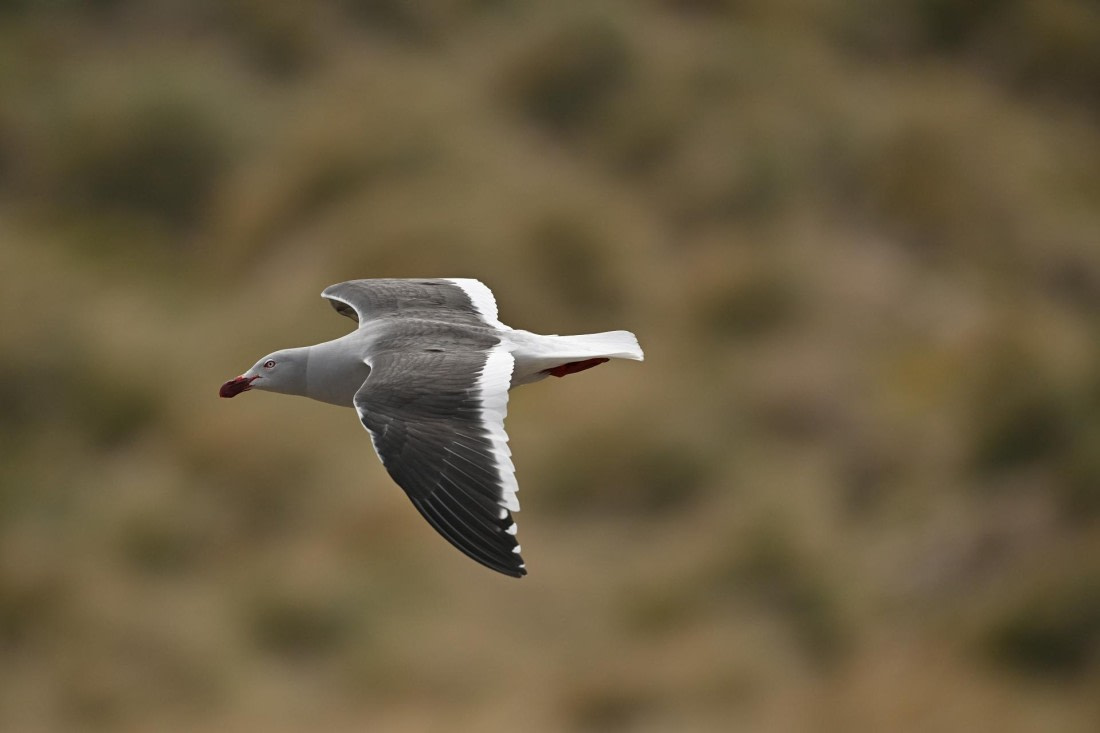 PLA20-24, Day 5, AY8_8232_20241022_6796 © Yves Adams - Oceanwide Expeditions.JPG