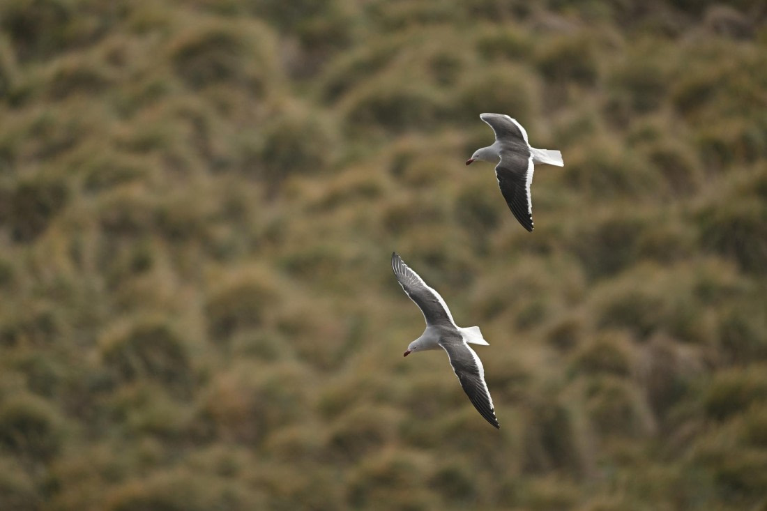PLA20-24, Day 5, AY8_8277_20241022_6797 © Yves Adams - Oceanwide Expeditions.JPG