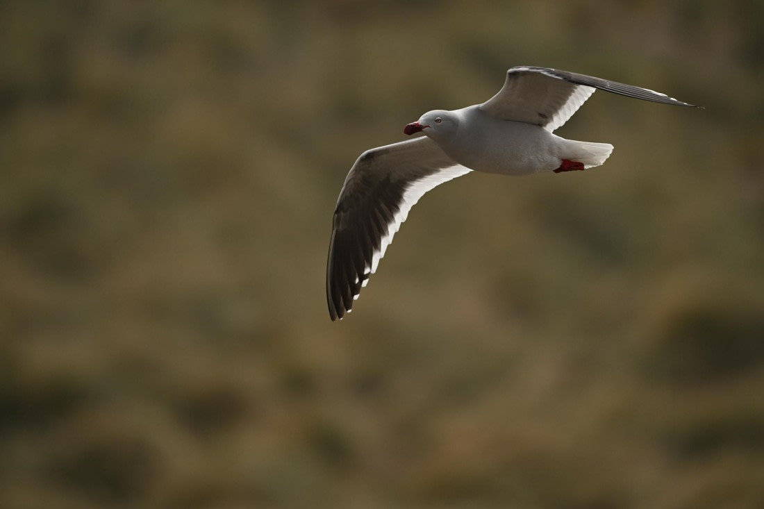 PLA20-24, Day 5, AY8_8314_20241022_6798 © Yves Adams - Oceanwide Expeditions.JPG
