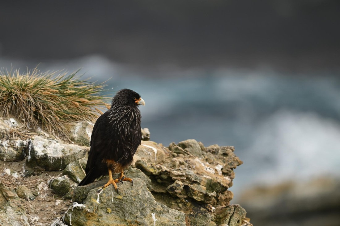 PLA20-24, Day 5, AY8_8517_20241022_6801 © Yves Adams - Oceanwide Expeditions.JPG