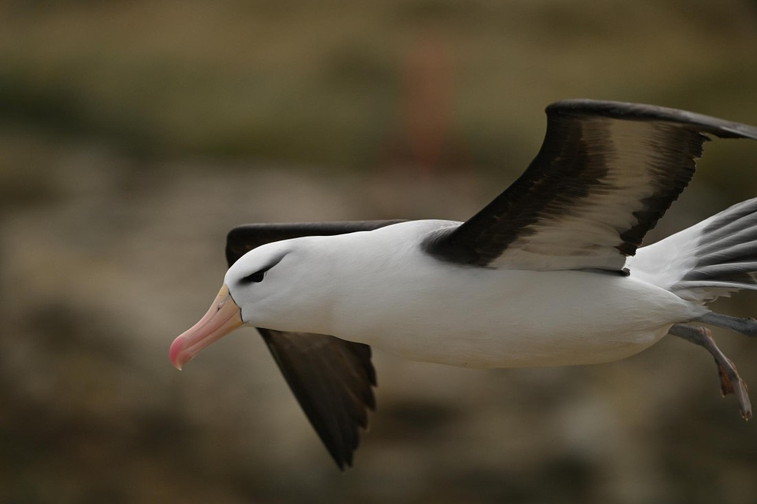 PLA20-24, Day 5, AY8_8585_20241022_6803 © Yves Adams - Oceanwide Expeditions.JPG
