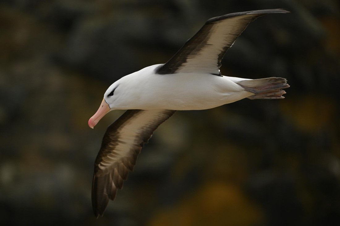 PLA20-24, Day 5, AY8_8726_20241022_6804 © Yves Adams - Oceanwide Expeditions.JPG