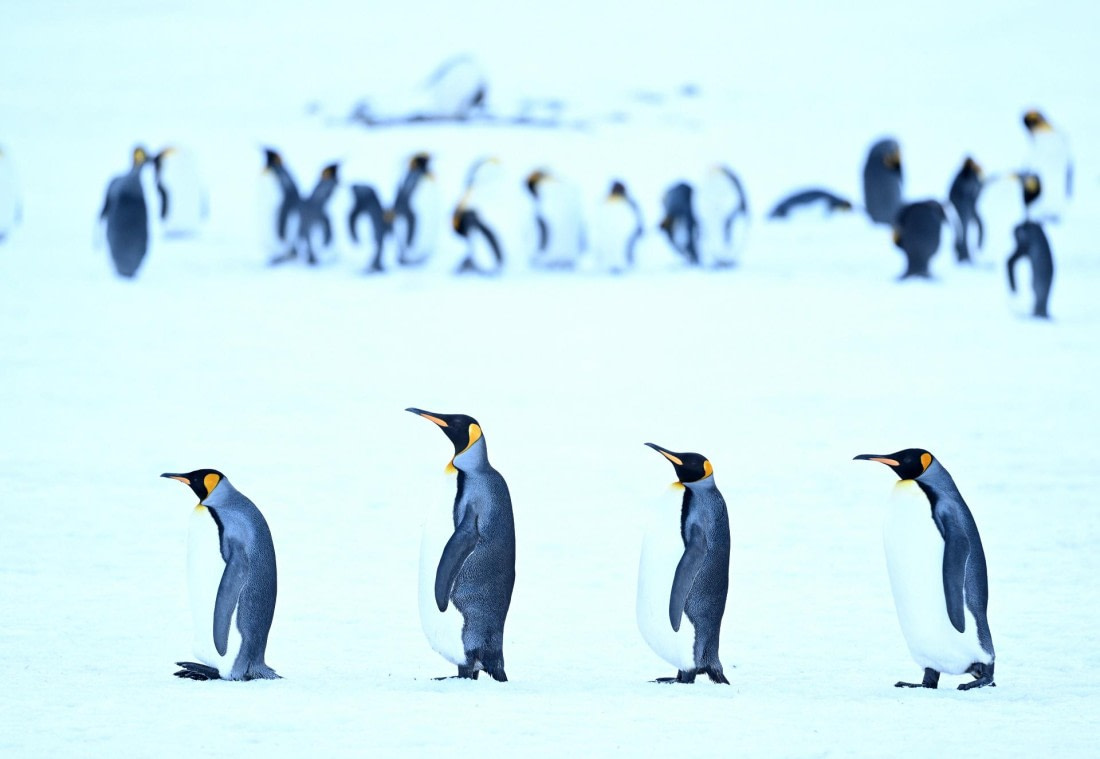 PLA20-24, Day 9, YA6_2766_20241026_7184 © Yves Adams - Oceanwide Expeditions.JPG