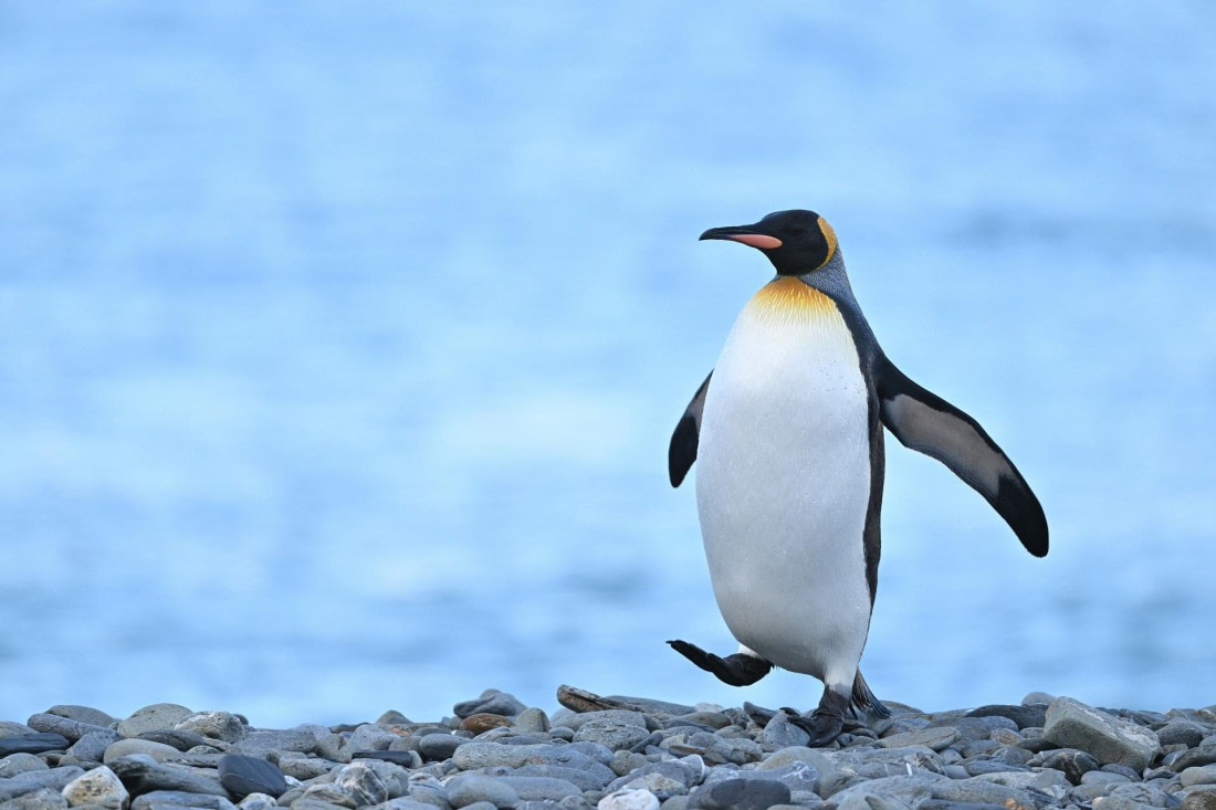 PLA20-24, Day 9, YA6_2902_20241026_7186 © Yves Adams - Oceanwide Expeditions.JPG