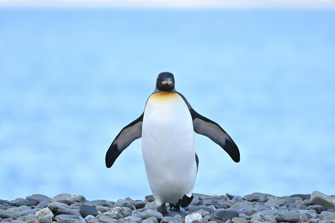 PLA20-24, Day 9, YA6_2914_20241026_7187 © Yves Adams - Oceanwide Expeditions.JPG