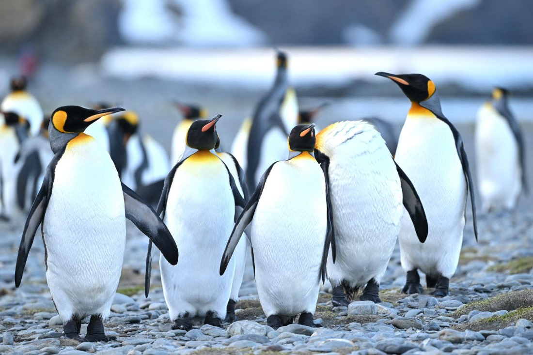 PLA20-24, Day 9, YA6_2945_20241026_7189 © Yves Adams - Oceanwide Expeditions.JPG