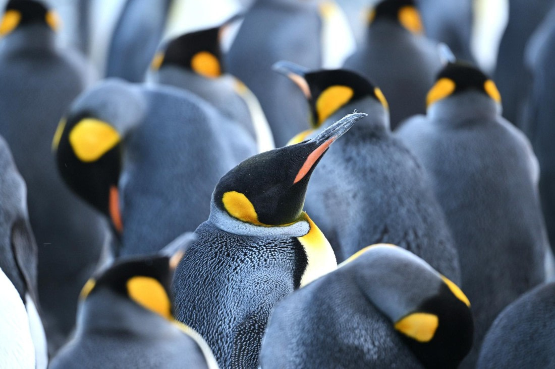 PLA20-24, Day 9, YA6_3042_20241026_7190 © Yves Adams - Oceanwide Expeditions.JPG