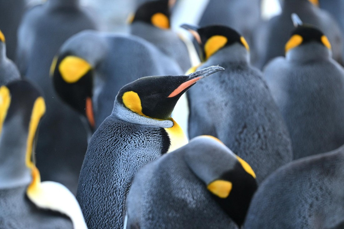 PLA20-24, Day 9, YA6_3057_20241026_7191 © Yves Adams - Oceanwide Expeditions.JPG