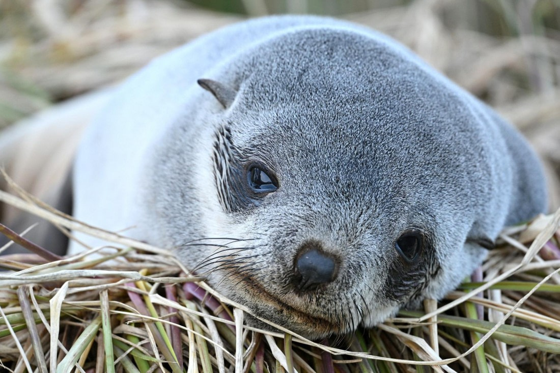 PLA20-24, Day 9, YA6_3122_20241026_7192 © Yves Adams - Oceanwide Expeditions.JPG