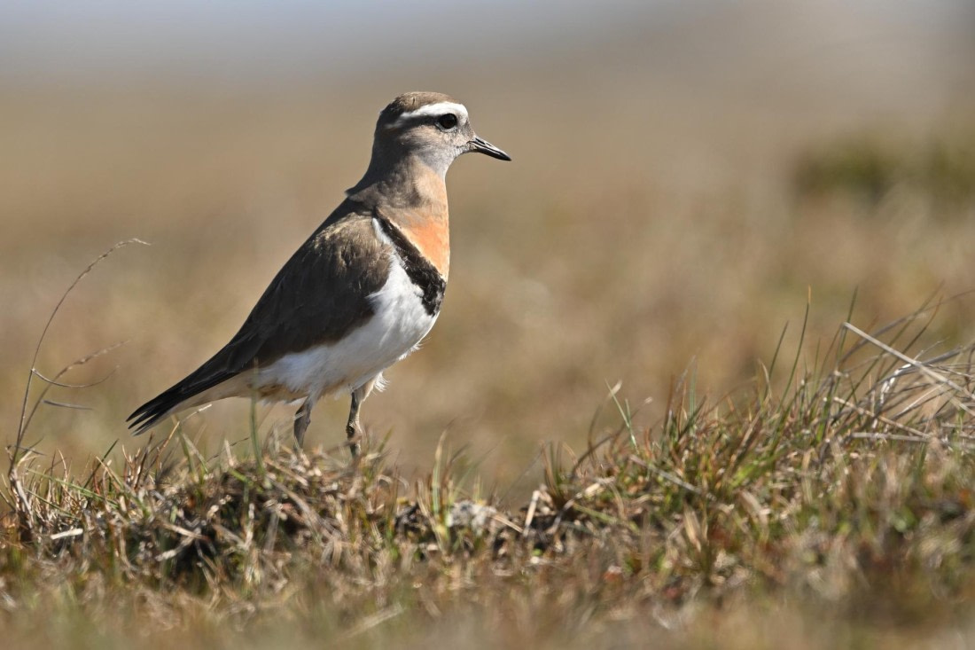 PLA20-24, Day 6, YA6_4498_20241023_6867 © Yves Adams - Oceanwide Expeditions.JPG