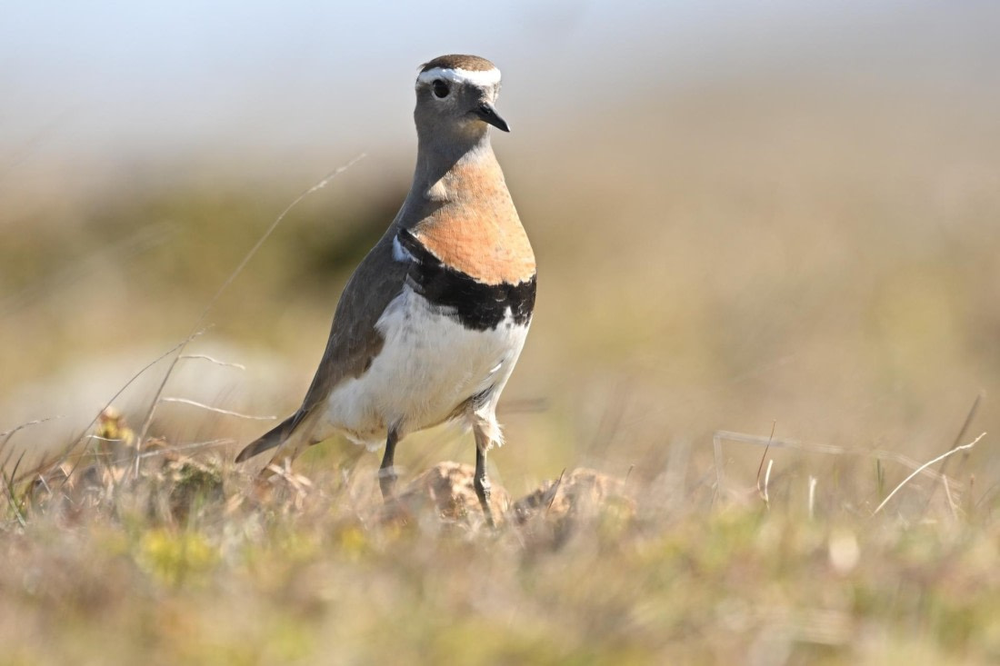 PLA20-24, Day 6, YA6_4537_20241023_6868 © Yves Adams - Oceanwide Expeditions.JPG
