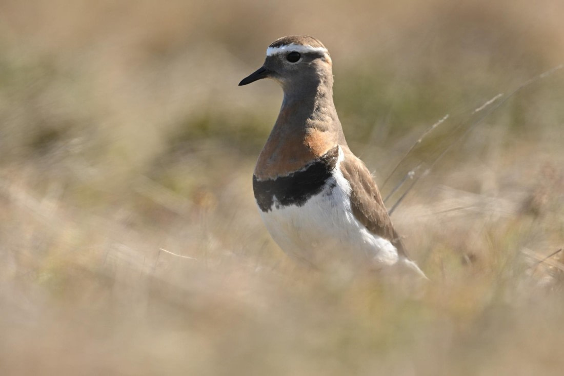 PLA20-24, Day 6, YA6_4614_20241023_6870 © Yves Adams - Oceanwide Expeditions.JPG