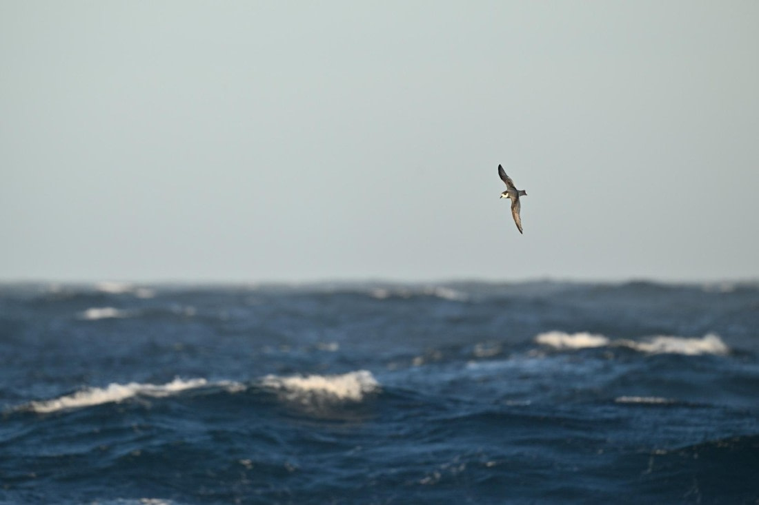 PLA20-24, Day 7, YA6_4767_20241024_6875 © Yves Adams - Oceanwide Expeditions.JPG