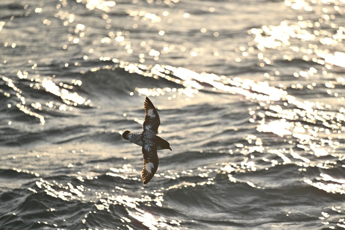 PLA20-24, Day 7, YA6_5187_20241024_6883 © Yves Adams - Oceanwide Expeditions.JPG