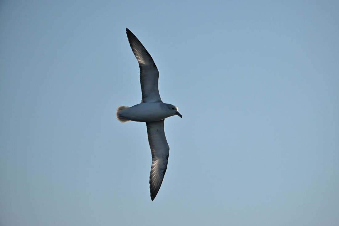 PLA20-24, Day 7, YA6_5240_20241024_6885 © Yves Adams - Oceanwide Expeditions.JPG