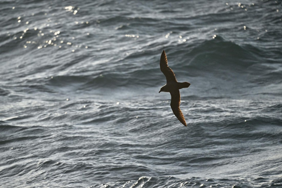 PLA20-24, Day 7, YA6_5403_20241024_6887 © Yves Adams - Oceanwide Expeditions.JPG