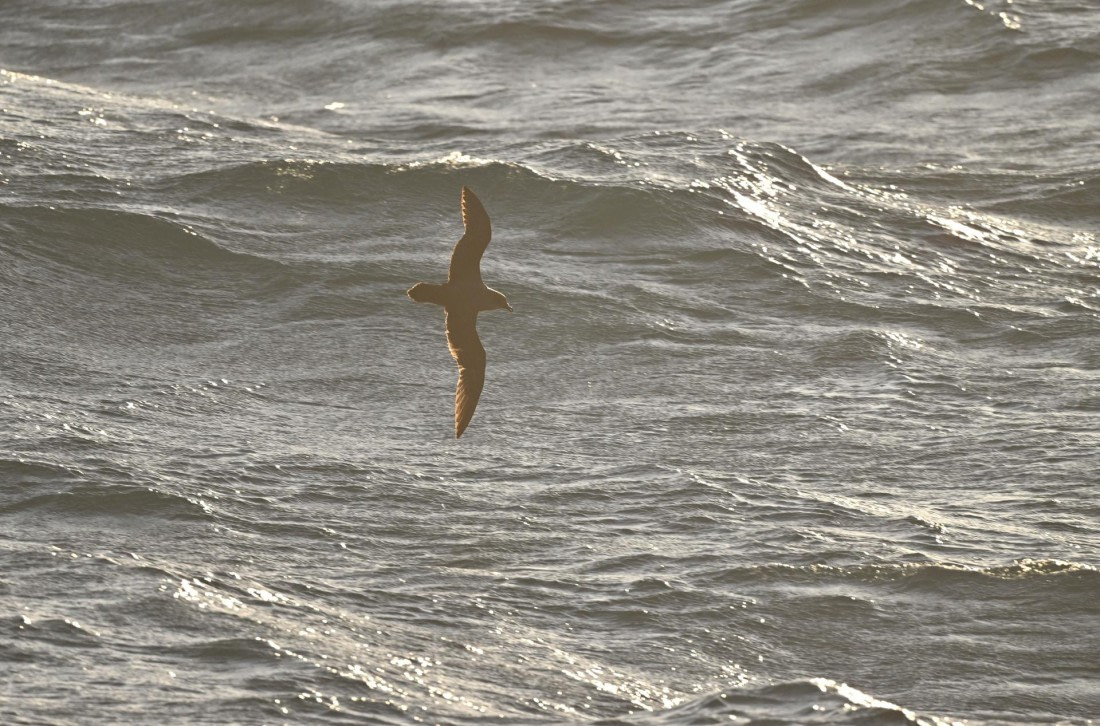 PLA20-24, Day 7, YA6_5453_20241024_6891 © Yves Adams - Oceanwide Expeditions.JPG