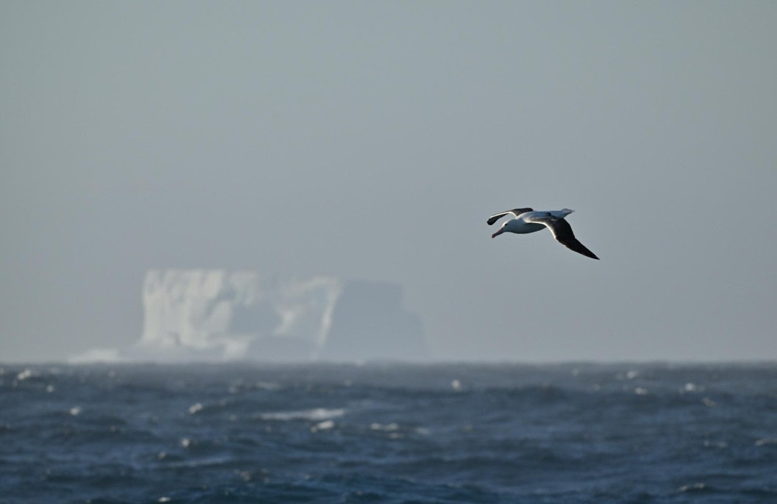 PLA20-24, Day 7, YA6_5714_20241024_6894 © Yves Adams - Oceanwide Expeditions.JPG