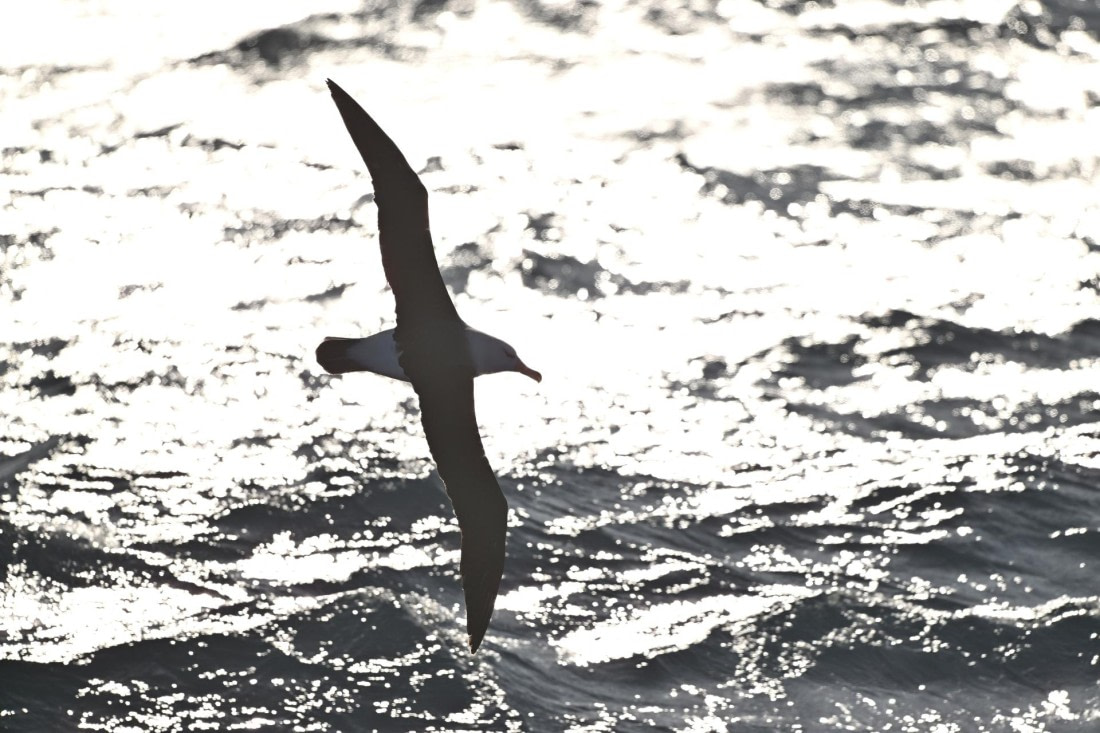 PLA20-24, Day 7, YA6_6432_20241024_6902 © Yves Adams - Oceanwide Expeditions.JPG