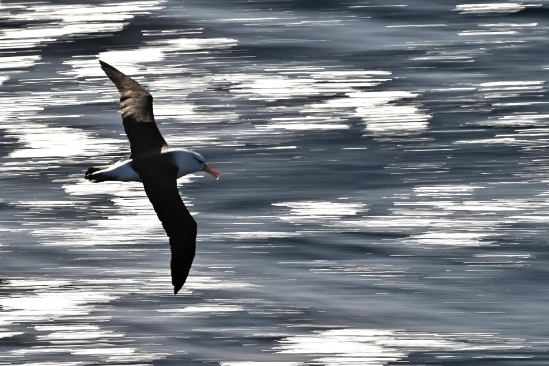 PLA20-24, Day 7, YA6_6946_20241024_6909 © Yves Adams - Oceanwide Expeditions.JPG