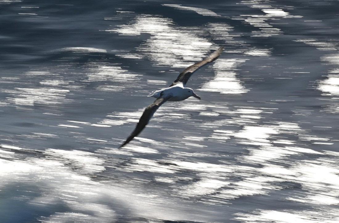PLA20-24, Day 7, YA6_6969_20241024_6911 © Yves Adams - Oceanwide Expeditions.JPG