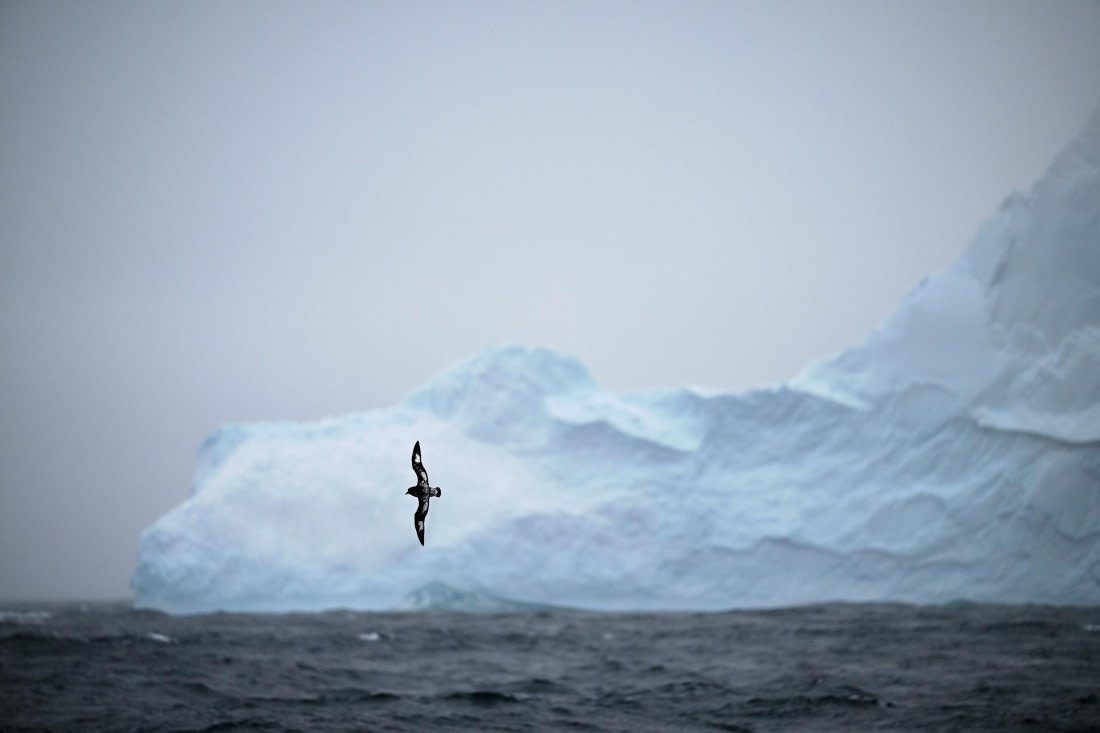 PLA20-24, Day 8, AY8_5011_20241025_7276 © Yves Adams - Oceanwide Expeditions.JPG