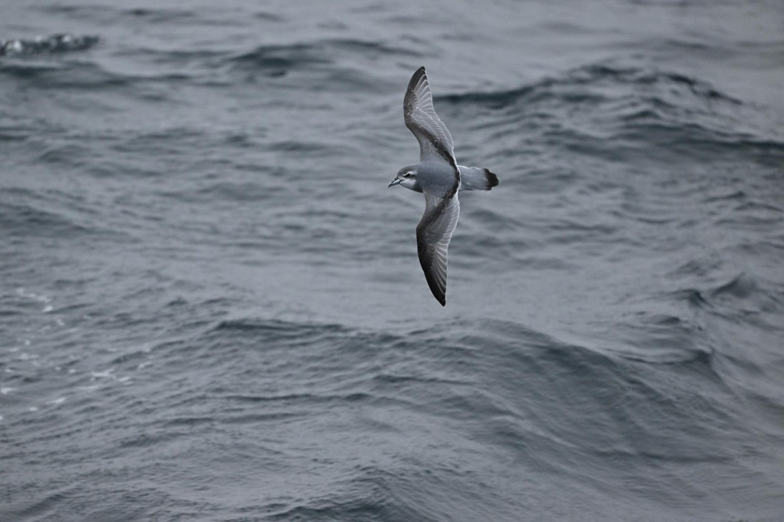 PLA20-24, Day 8, YA6_0238_20241025_7151 © Yves Adams - Oceanwide Expeditions.JPG