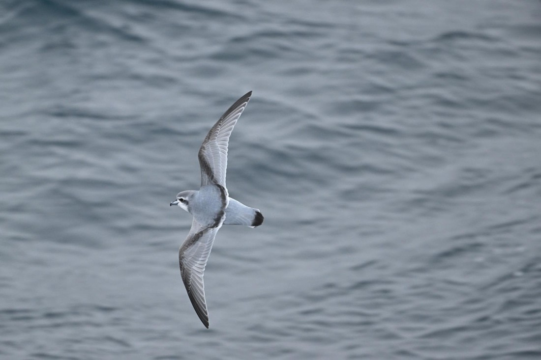 PLA20-24, Day 8, YA6_0435_20241025_7152 © Yves Adams - Oceanwide Expeditions.JPG