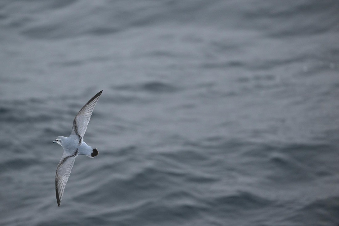 PLA20-24, Day 8, YA6_0559_20241025_7153 © Yves Adams - Oceanwide Expeditions.JPG