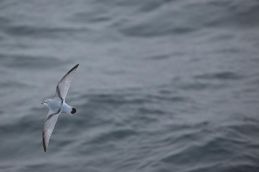 PLA20-24, Day 8, YA6_0560_20241025_7154 © Yves Adams - Oceanwide Expeditions.JPG