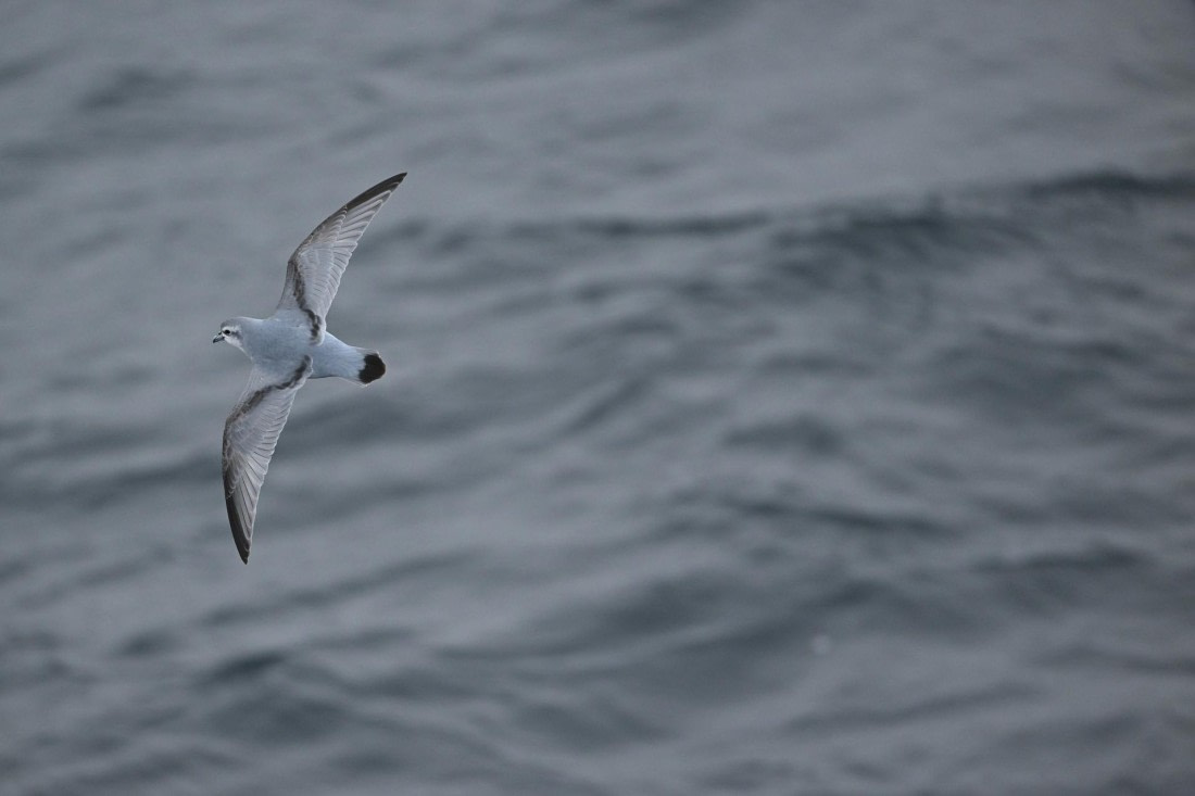 PLA20-24, Day 8, YA6_0563_20241025_7155 © Yves Adams - Oceanwide Expeditions.JPG