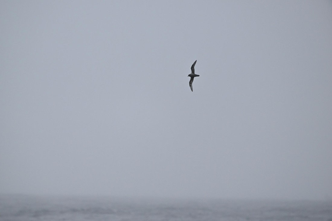 PLA20-24, Day 8, YA6_0709_20241025_7156 © Yves Adams - Oceanwide Expeditions.JPG