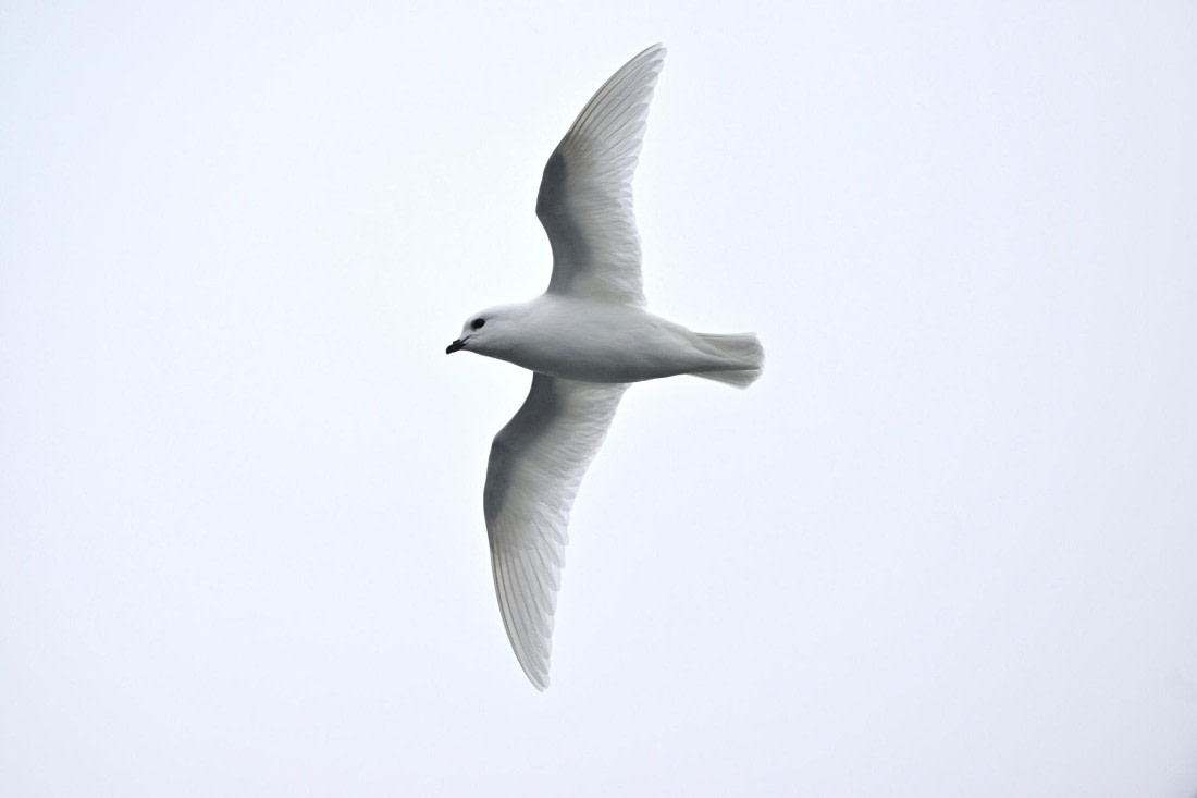 PLA20-24, Day 8, YA6_9769_20241025_7037 © Yves Adams - Oceanwide Expeditions.JPG