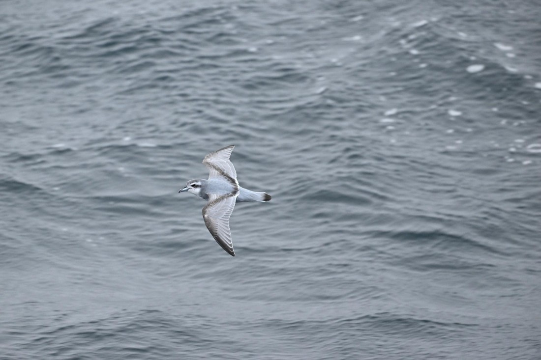 PLA20-24, Day 8, YA6_9997_20241025_7036 © Yves Adams - Oceanwide Expeditions.JPG