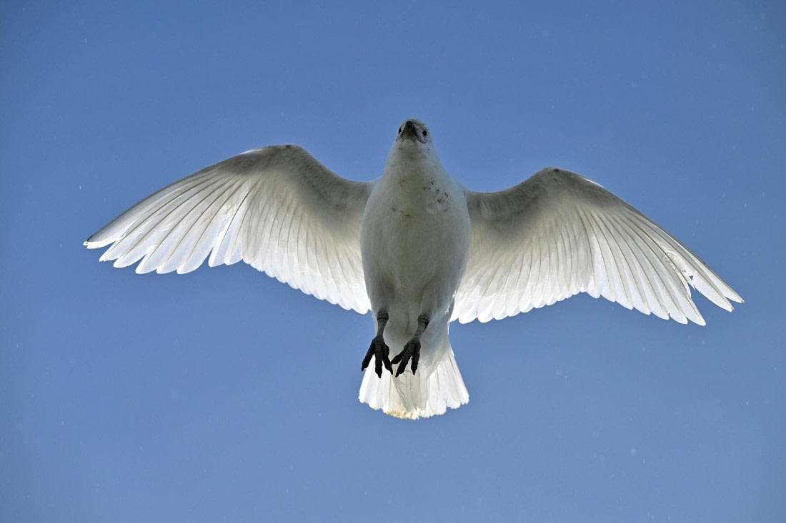 PLA20-24, Day 9, AY8_5441_20241026_7030 © Yves Adams - Oceanwide Expeditions.JPG